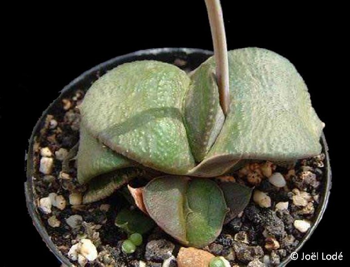 Gasteria armstrongii ©JLcoll.1785